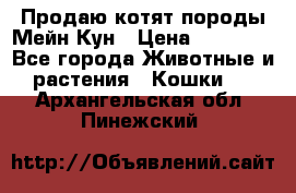 Продаю котят породы Мейн Кун › Цена ­ 12 000 - Все города Животные и растения » Кошки   . Архангельская обл.,Пинежский 